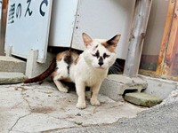車にひかれ、片足をひきずっていたぽんくん（画像提供：シャイリーさん）