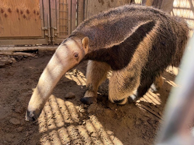 2025年の7月2日にアメリカからやってきたアルノー（よこはま動物園ズーラシア公式HPより）