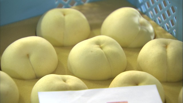 今年は大きい仕上がりに　岡山・総社市で旬の露地桃「冬桃がたり」出荷始まる