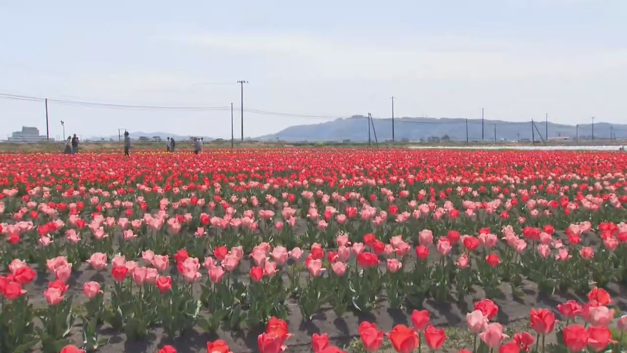約６万本のチューリップが咲き誇る　宮城・登米市