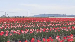 約６万本のチューリップが咲き誇る　宮城・登米市