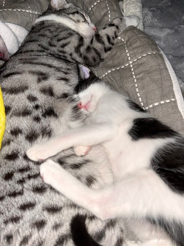 初めてくっ付いて寝た日の記念写真（画像提供：aiさん）