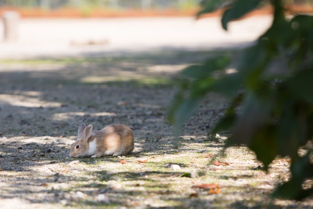 しーっ！あそこにウサギがいるぞ…＝広島県竹原市、大久野島