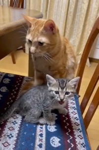 いすに登れたよ！（Twitterよりキャプチャ撮影）