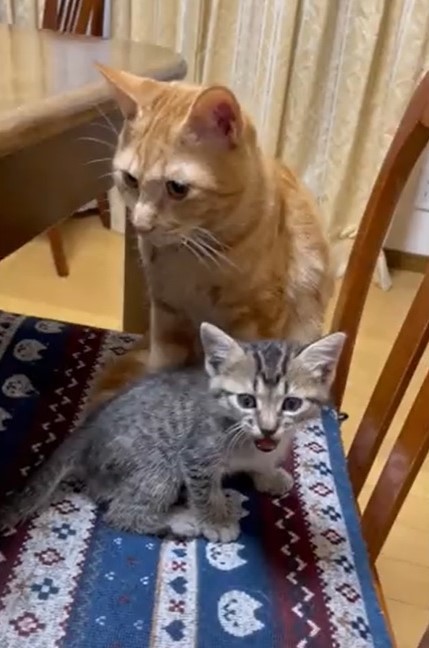 いすに登れたよ！（Twitterよりキャプチャ撮影）