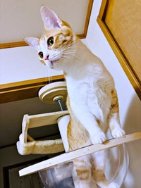 念入りにニャルソックするのんちゃん（画像提供：のんちゃんさん）