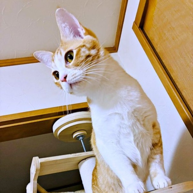 念入りにニャルソックするのんちゃん（画像提供：のんちゃんさん）