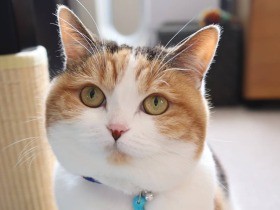 甘えん坊に見えてじつはクールなの　スコティッシュフォールド「てんてん」