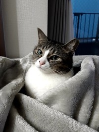 胸元の白い部分がきれいってほめられるんです（飼い主さんが提供）