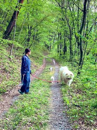 みんなで仲良くおさんぽです（たすけのかあさんTwitterより）