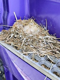 セグロセキレイのヒナたち、無事に巣立ち巣は空っぽに（画像提供：限界1or8副代表アツシさん）