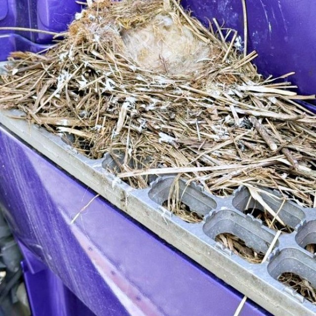 セグロセキレイのヒナたち、無事に巣立ち巣は空っぽに（画像提供：限界1or8副代表アツシさん）