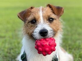 ボールより石が大好き！　お散歩中も石をくわえて歩くジャックラッセルテリア「あん」