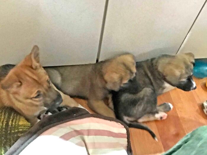 保護シェルターでは引き取り手がいなくて、ほかのより大きくなってしまっていた福。このあととーさんと運命の出会い！