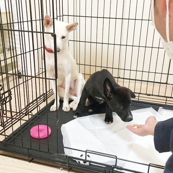 保護ボランティアさんのお家でケージに入る白ちゃん（奥）と黒ちゃん（手前）（画像提供：白と黒のいぬさん）