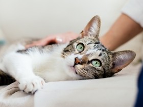 猫が成長と共になつかなくなってしまった　考えられる理由と仲良くなるための秘訣