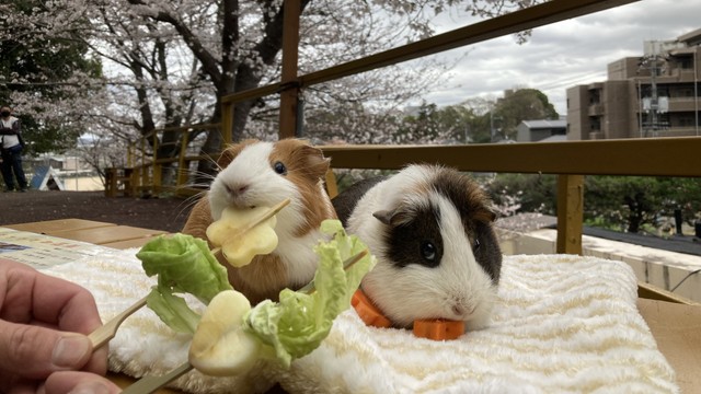 池田動物園でモルモットと一緒にお花見　岡山市