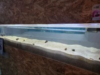 まったく砂底から姿を現さなくなってしまったチンアナゴ ※桂浜水族館提供