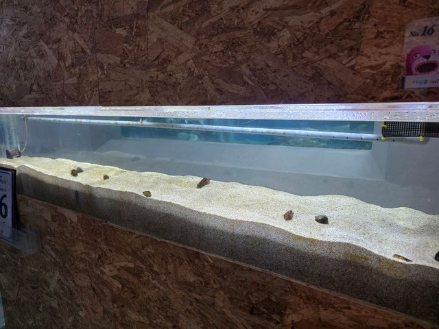 まったく砂底から姿を現さなくなってしまったチンアナゴ ※桂浜水族館提供