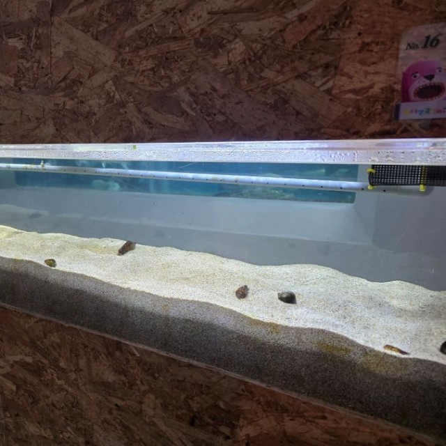 まったく砂底から姿を現さなくなってしまったチンアナゴ ※桂浜水族館提供