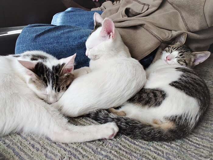 ゆるーい猫団子（裕子さん提供）