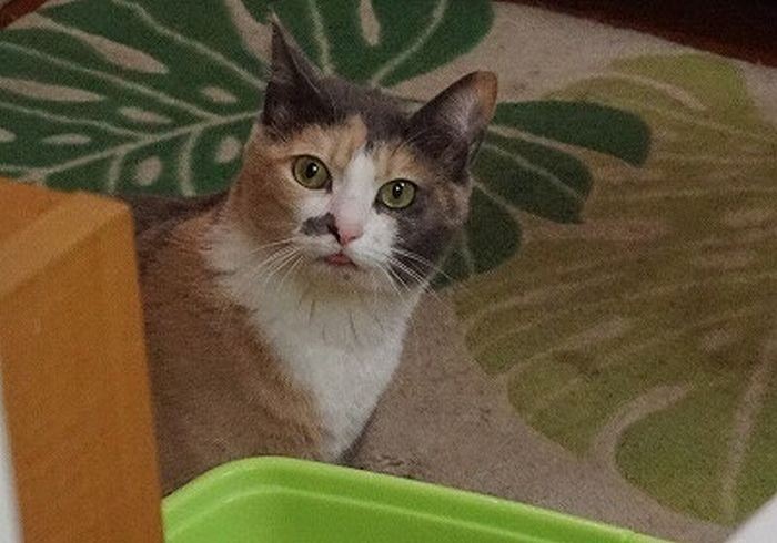 さくらは葛飾柴又出身。ちょっとシャイな娘