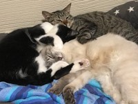 重なり合ってすやすや…（左から）クロちゃん、トラちゃん、シロくん（画像提供：またまた一匹増えて五猫（ｺﾞﾆｬﾝ）のぱぱになりました。さん）