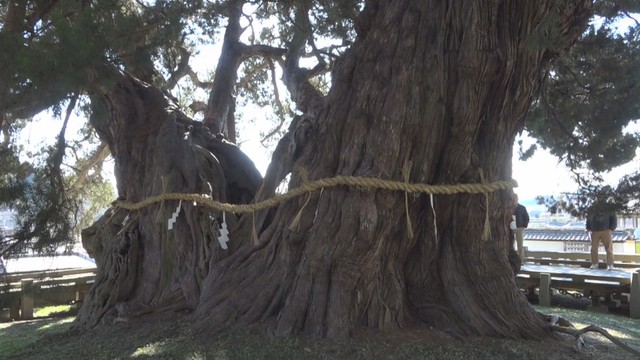 小豆島にある樹齢1600年以上と言われる木のしめ縄を新調　香川・土庄町