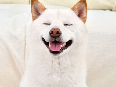 柴犬など日本犬　ゲーム性ある遊びで一体感を