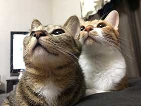 そこには何が？　空中を見つめる猫「坊ちゃん」と「お嬢ちゃん」