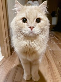 「おやつの袋、持っていった？」 聞かれてきょとん顔になる3歳の誕生日を迎えたつきみくん（画像提供：つきみねこさん）