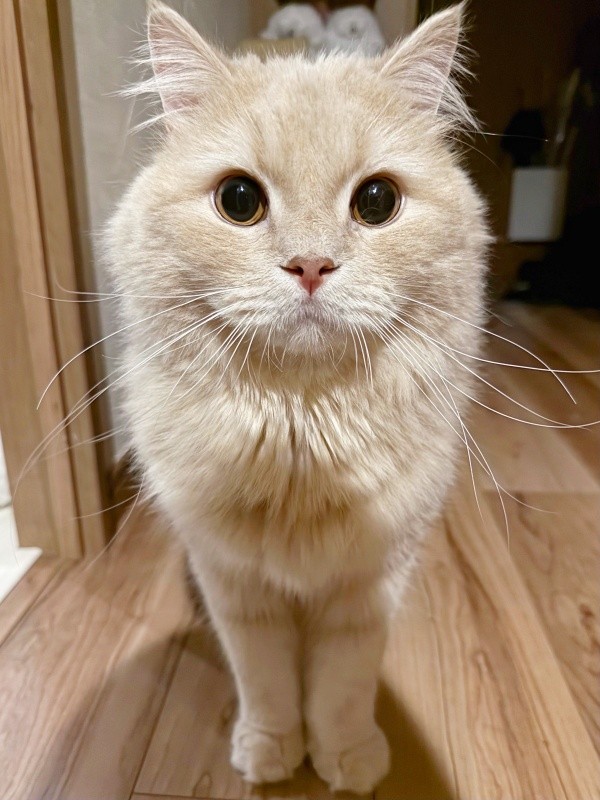 「おやつの袋、持っていった？」 聞かれてきょとん顔になる3歳の誕生日を迎えたつきみくん（画像提供：つきみねこさん）