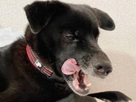 2022ありがとうで賞　雑種犬「ロック」