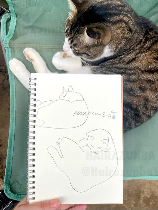 愛猫とスケッチ／はいらずんばさん（@HairazunbaY）提供