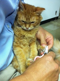 会社に来て1カ月目のチャトラン・爪切り（画像提供：三協精器）