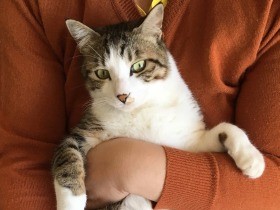 猫にもやっぱり「好み」がある　２匹と家族４人の微妙な関係