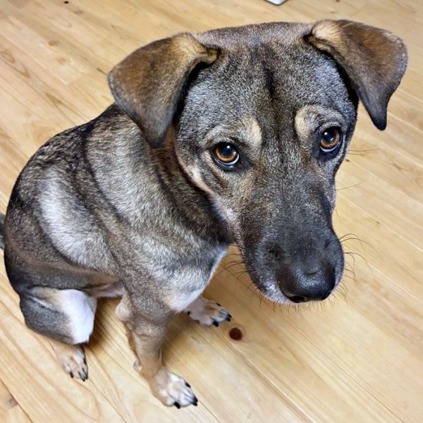 「お留守番よろしくね」 お話をよく聞いているころくくん（画像提供：保護犬ころくさん）