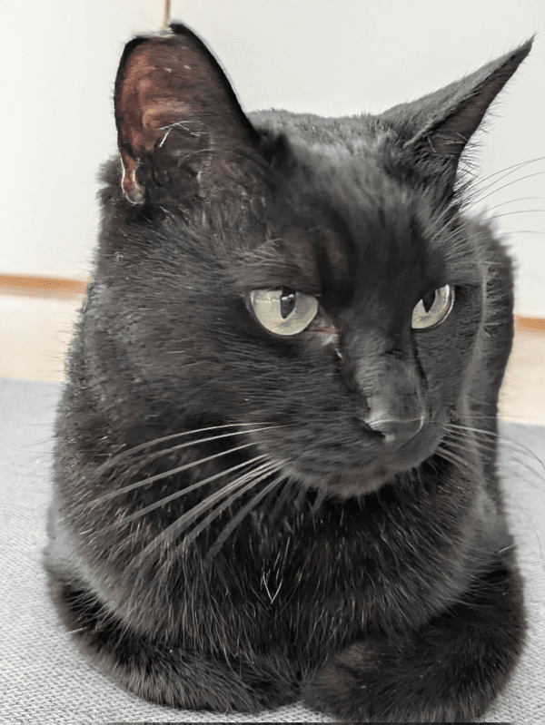 香箱座りをするみいたろうくん（画像提供：くろねこ みいたろうさん）