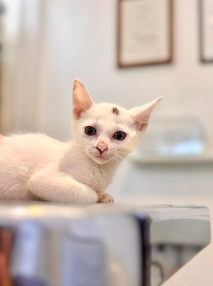 生後1カ月ほどの頃、みゆねこさん宅へ