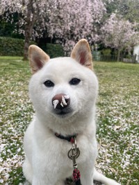 お鼻に付いているものは…？（提供：白柴モコとらぼきちさん）