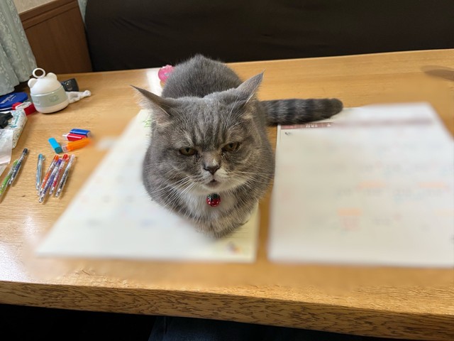 「カレンダーにスケジュールを書き込んでいたらネコハラされた時の様子です」（提供：🐾ラム@極短マンチカン🐾さん）