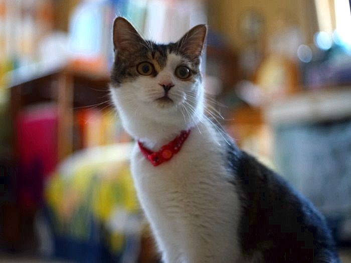 すっかり新居にも慣れたひめちゃん