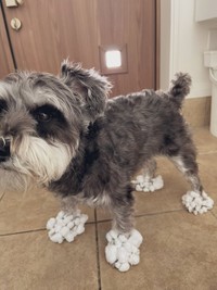 白い靴下だよ、どう？＝くぅさん（@kuu_chan_0109）提供