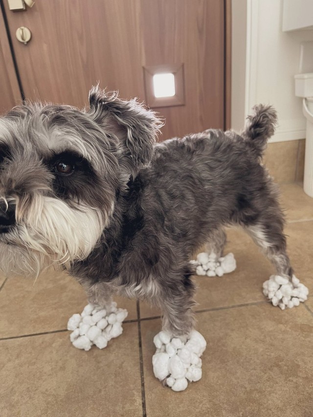 白い靴下だよ、どう？＝くぅさん（@kuu_chan_0109）提供