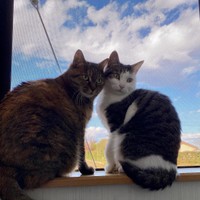 晴れた日、心地いい窓辺でくつろぐ。右がミリちゃん、左がトゥトゥちゃん