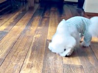 床に頬をつけてスリスリするせとくん（画像提供：せとくん）