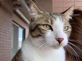 女子３人からモテモテの猫のジャッキー　僕は激しくジェラシー