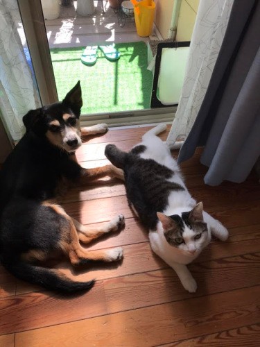 福（右）はオリと馬があうみたい（千恵子さん提供）