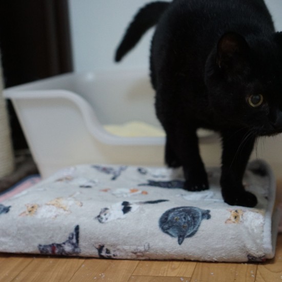 ）「これがあれば、アタシ失敗しにゃいので」。コンパクトながらイイ感じです