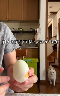 むき終わるまで待っていた？（飼い主さん提供、Instagramよりキャプチャ撮影）